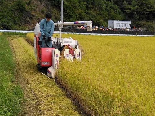 めぐりん米収穫の様子