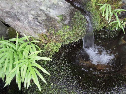 神河町の名産品を育む、山々に磨かれた清らかな湧き水