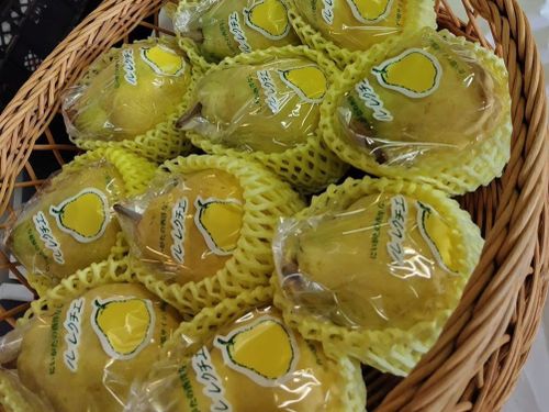レクチェ「幻の洋梨」最高級品