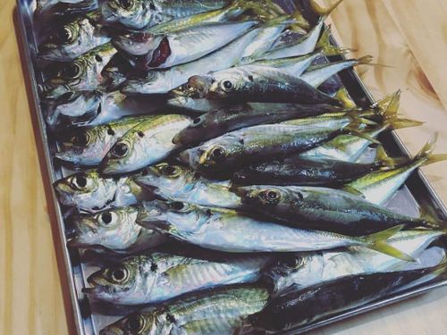 都会にはないおすそ分け文化。時にはこんなにたくさんの魚！🐡