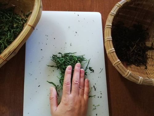 茶畑でお茶を摘み自分で和紅茶を作る体験もできます