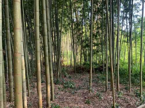 竹林整備