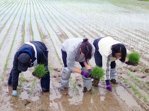 時期が合えば田植えも体験できます