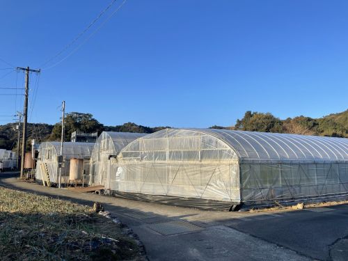 海と山に囲まれたビニールハウスでの作業です！