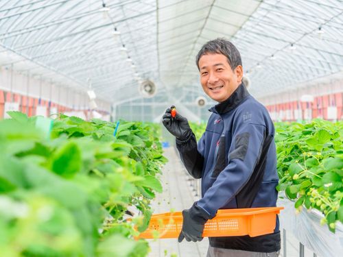北海道の自然を感じながら、いちごの収穫作業。