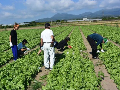 レタスの除草作業