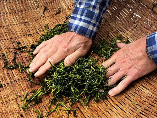 手で山茶を揉む様子
