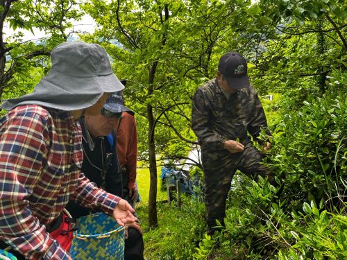 山茶の摘み方を習う様子