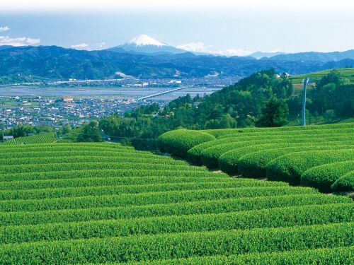 島田市はお茶のまち、市内には茶畑が広がります。