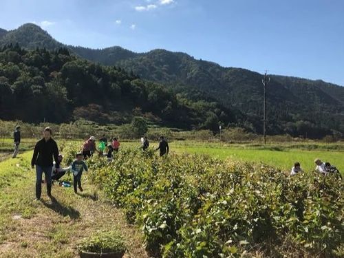 希少在来種大豆”八鹿浅黄”をもうすぐみんなで収穫