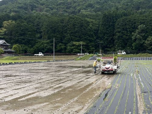 田植えの場所