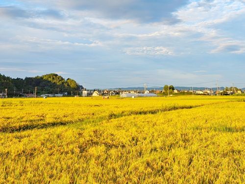 秋には、黄金色の稲穂が風になびき、美しさと実りを感じることができます