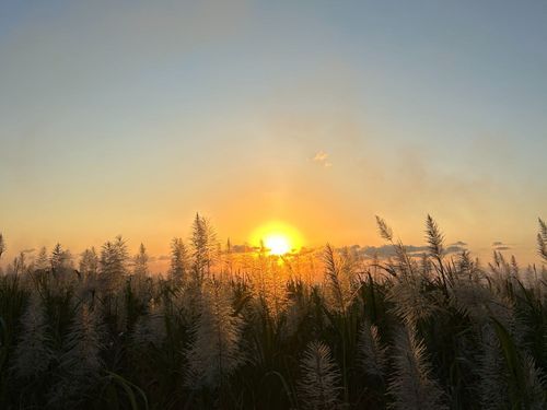 キビ畑からみえる夕陽