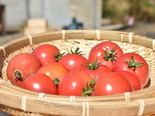 田村市の代表野菜②：トマト／ミニトマト