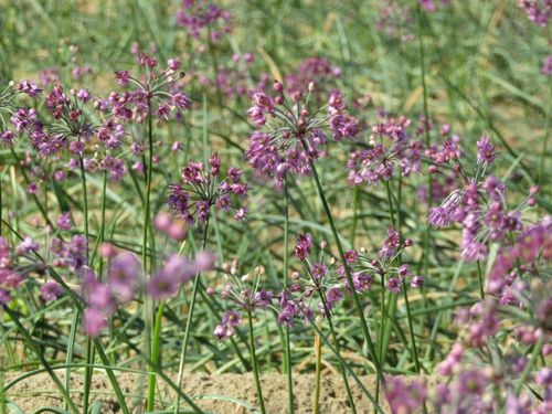 秋になると鳥取市の花「らっきょうの花」が見頃を迎えます。