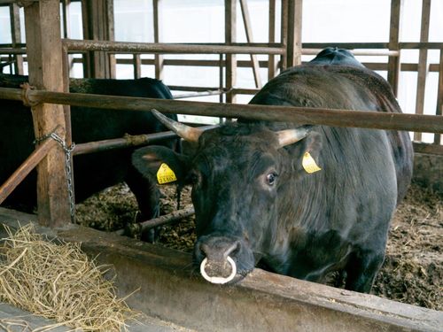 島のブランド牛「隠岐牛」