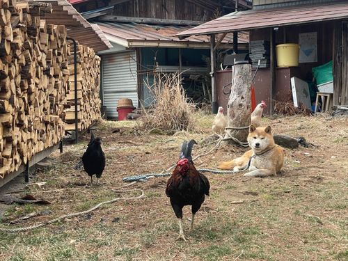 しば犬と13匹の鶏たちの共存