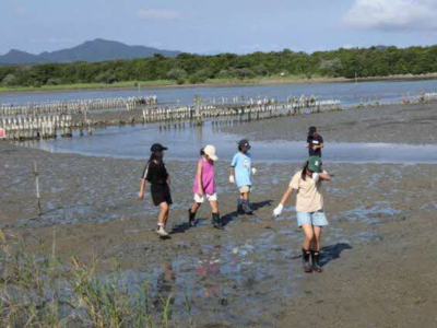 泥干潟での生き物観察