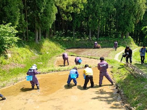 農業の取組み　北五百川　棚田の田植え
