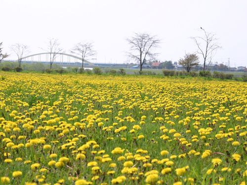 川敷にある約6万平方ｍの公園では、5月上旬～下旬にかけてタンポポが咲き誇ります