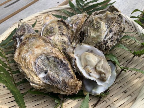 新庄の海で育った、旨み豊かな牡蠣