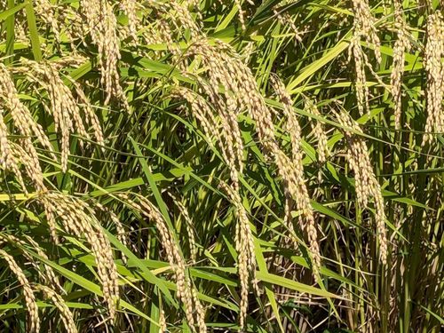 稲穂が重たくなっていく姿は「実り」を実感（私の田んぼではないけど何故かうれしい）