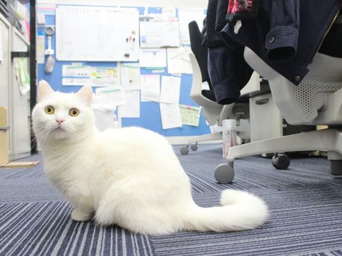 にゃにゃんと...会社に猫ちゃんがいるのも、ポイント！猫好きの移住者さん集まれ！
