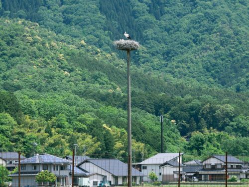 コウノトリの郷公園