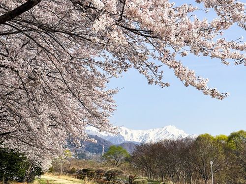 桜と雪山と。この町の雪解け水が大都市の水源です。