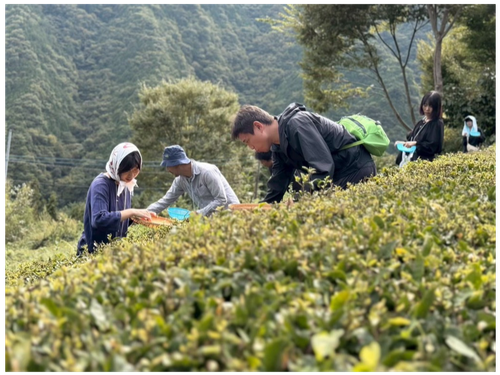 お茶畑整備体験