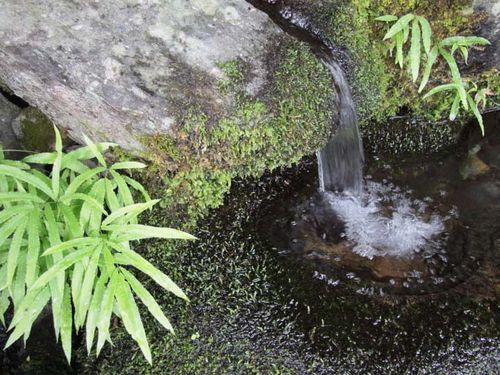 神河町の名産品を育む、山々に磨かれた清らかな湧き水