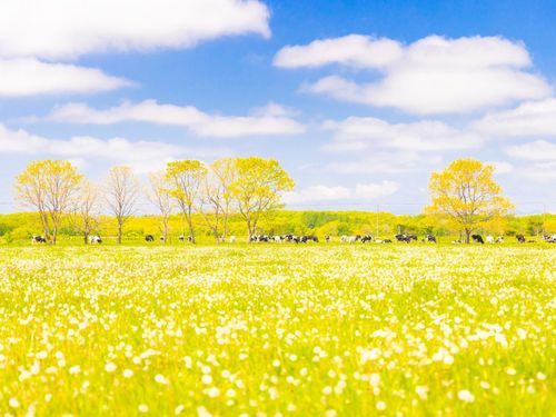 綿毛が舞う初夏の牧草地。のんびり草をはむ牛たちの姿に、穏やかな時間が流れます。