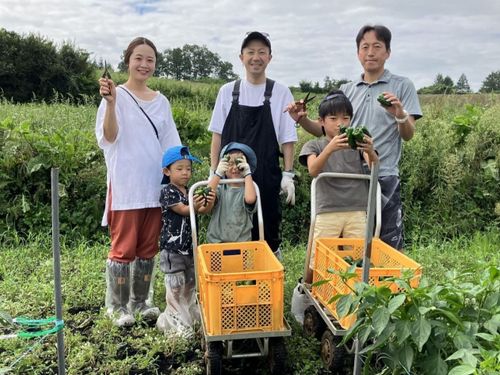 野菜の収穫体験