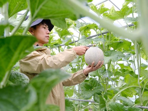 先輩隊員がメロン栽培の土台づくりを進めています