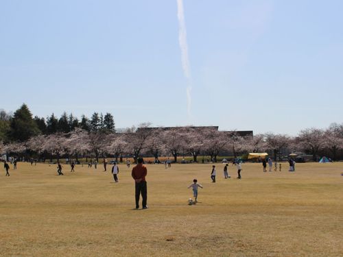 中央公園　春の様子