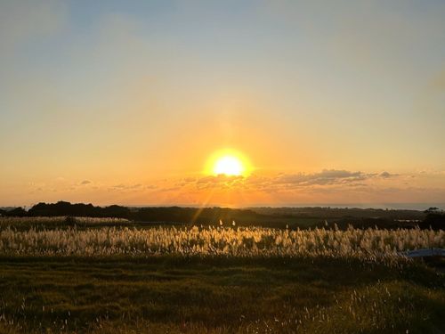 さとうきび畑からみえる夕日