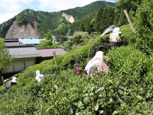 奥永源寺政所茶摘み風景