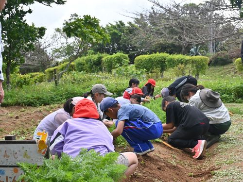 沖縄の在来種と一般種の野菜を育てる授業の様子