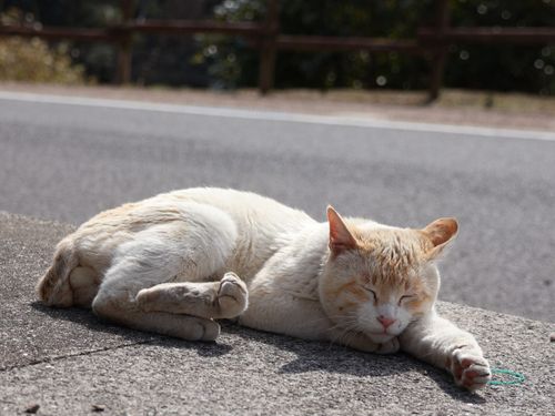 のんびり暮らす猫がいます