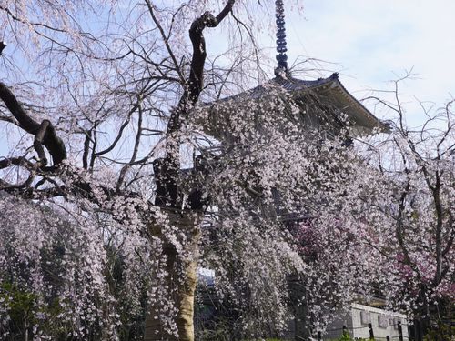 春の浄専寺のしだれ桜