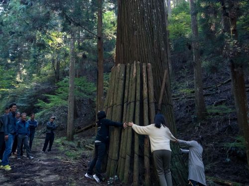 樹齢300年の杉