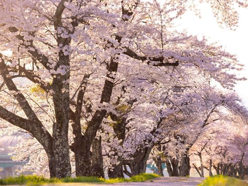 寒い分、桜が咲くのは遅い。そのぶんきれいな気がします。