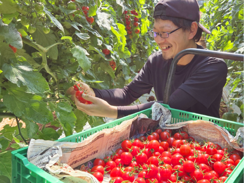 島の気候を活かして、ひとつひとつ丁寧育てられた野菜を、島の食卓・観光客に届けます