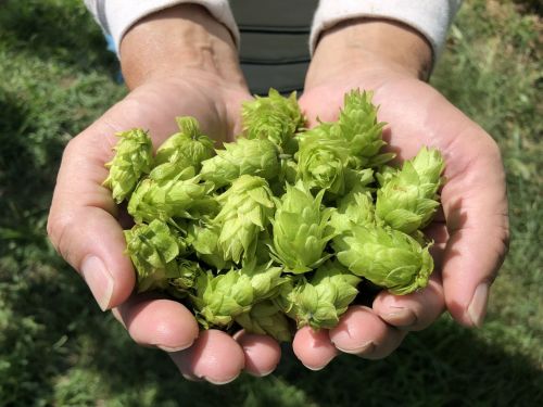 ビールの苦みや香りを司るホップ