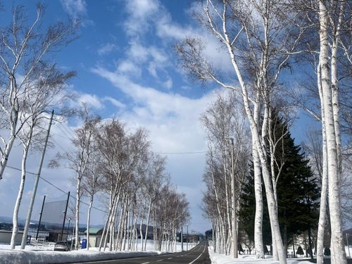 お気に入りの白樺ロード