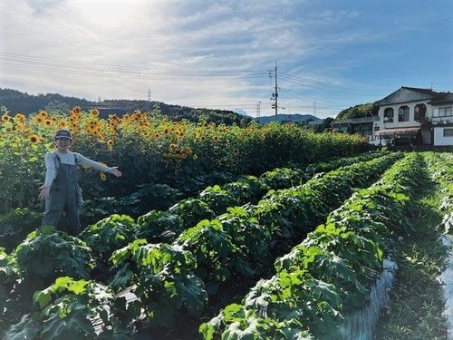 カフェや宿の運営のほか、地元の方から継承したアスパラガスを栽培、出荷しています。