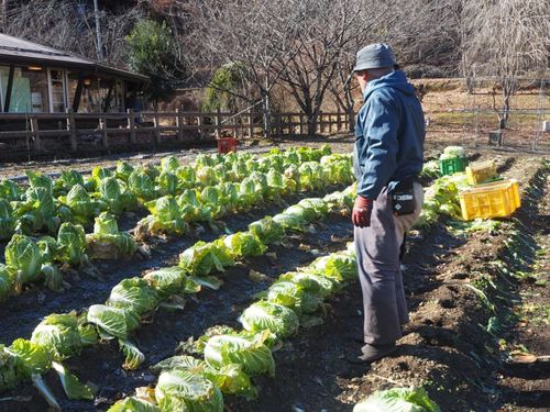 物産館横の畑