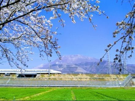 米原市：伊吹山⛰＆新幹線🚅＆桜