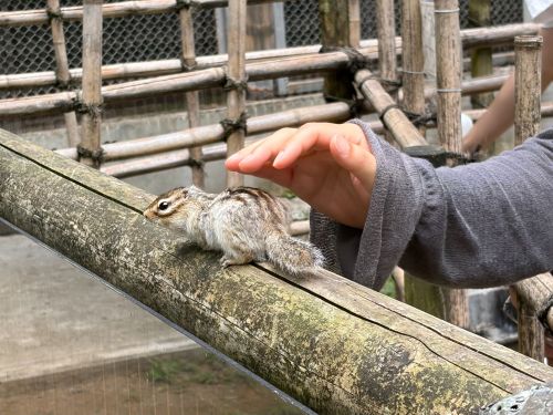 リスが50匹が放し飼いされているリス園ではリスとのふれあい体験が楽しめます。