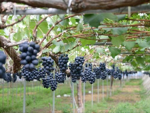 恵まれた日照量と気候が育てる、東御市自慢の巨峰🍇